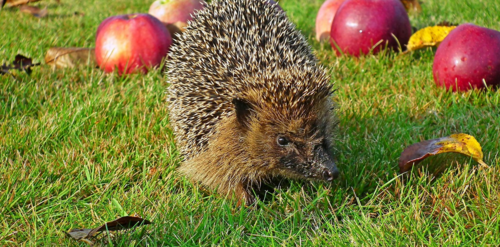 La Charte des Jardins